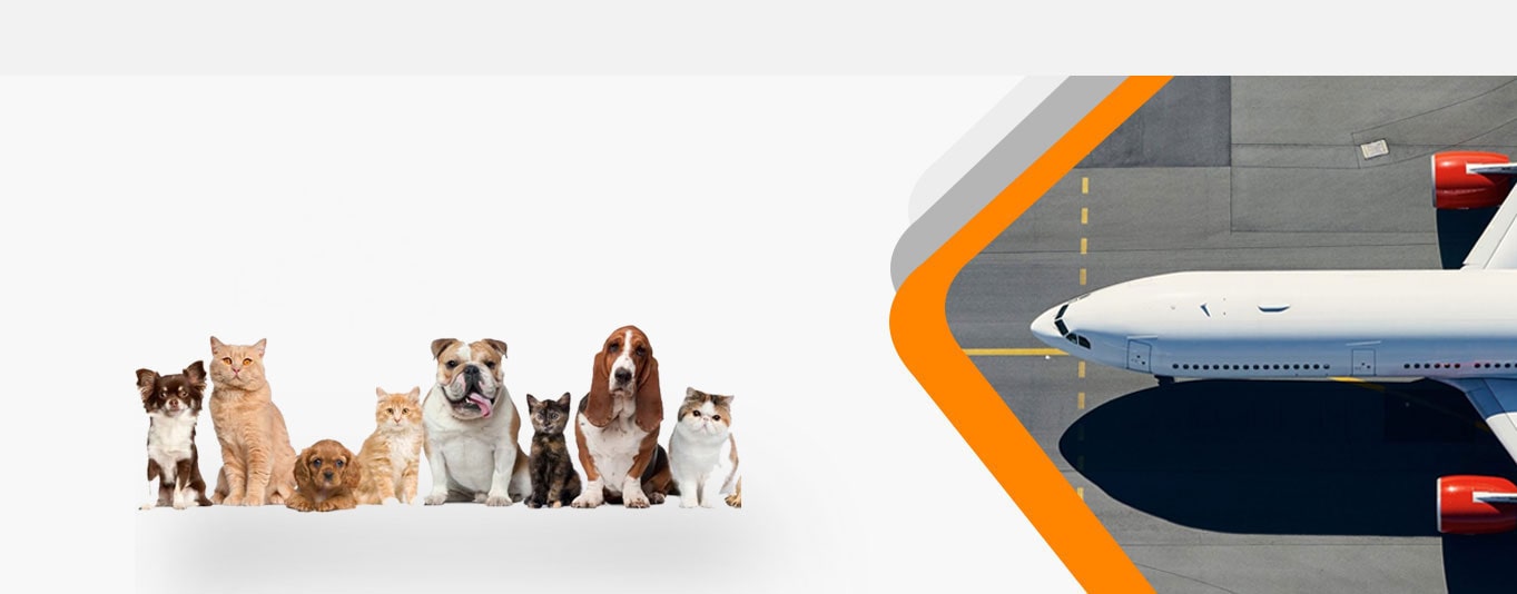 air france international pet travel