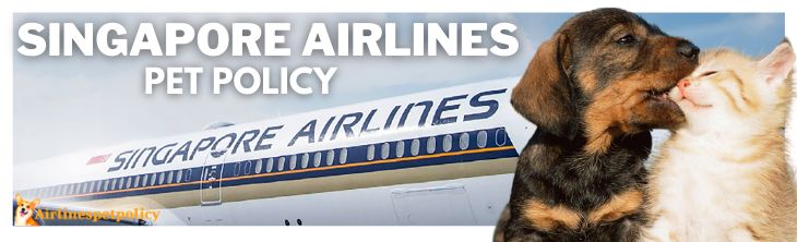 Singapore Airlines Pet Policy-Travel with Cats 2023